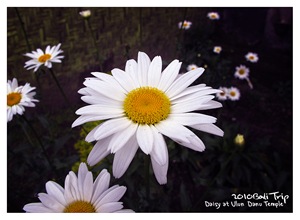 [Ulun Danu Temple_Daisy[4].jpg]