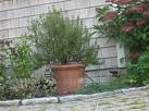 [rosemary[2].jpg]