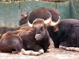 [oxen kneeling[3].jpg]