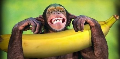 [banana[6].jpg]