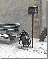freddo pinguino!