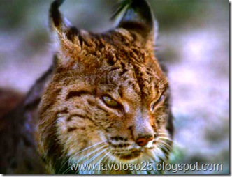 Lince_G Lince_G