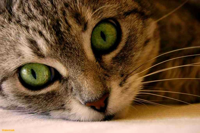 [green-cat-eyes-1[5].jpg]