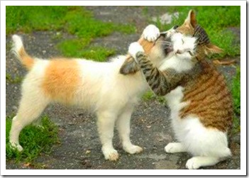 Cuccioli_di_gatti_buffi
