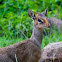 Kirk's dik-dik