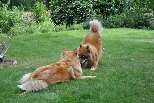 lapphunder 014 lapphunder 014
