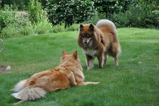 lapphunder 012 lapphunder 012