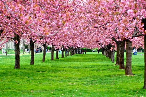 [japanesecherryblossom[5].jpg]