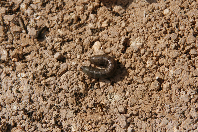 després de cavar la terra vaig trobar-me amb aquest convidat