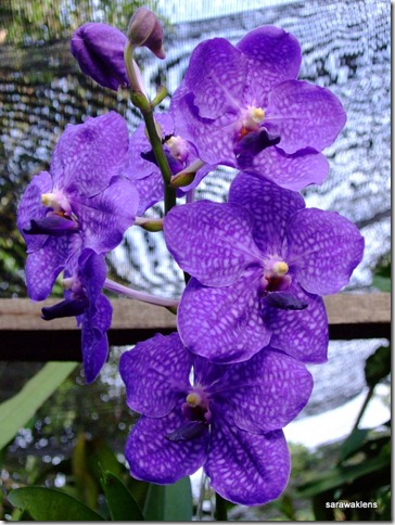 Vanda_Pachara_Delight_Blue_1