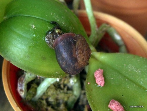 [Orchids_snails_phalaenopsis_8[2].jpg]