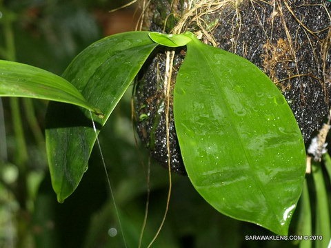 [Phalaenopsis_snails_orchid_pests_20[2].jpg]