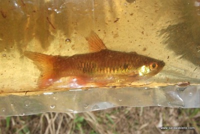 collecting_black_water_fish_species_01
