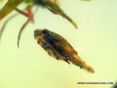 Carinotetraodon_freshwater_puffer_fish_2