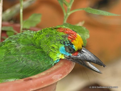 Megalaima_barbet_3