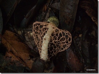 Stink_horn_mushroom