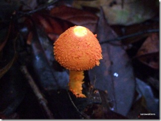 Orange_mushroom