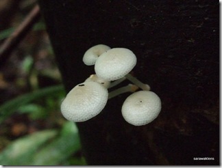 glow-in-the-dark-mushrooms 1