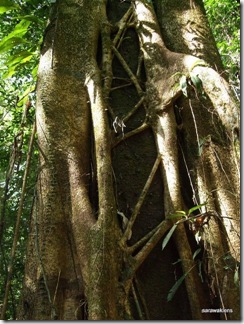 strangler fig 3