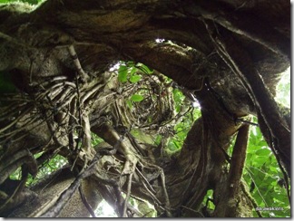 strangler fig 1