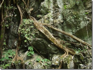 ficus-fig-tree-roots 1