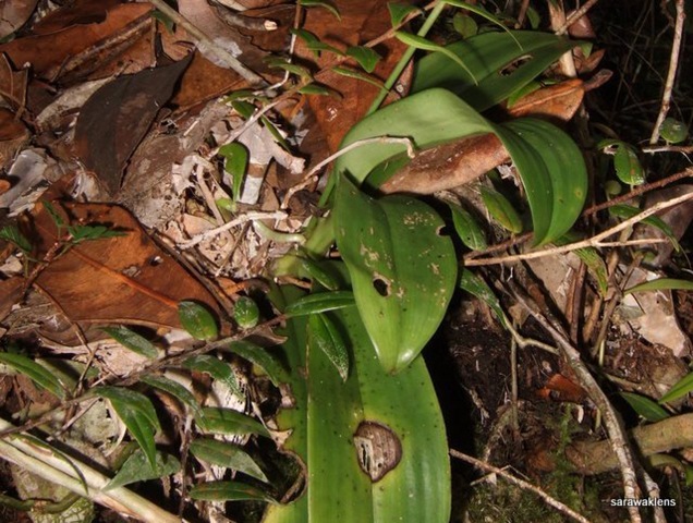 [Phalaenopsis_maculata_orchid 4[2].jpg]