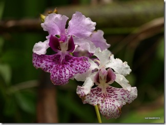 papilionanthe_hookeriana_12 papilionanthe_hookeriana_12