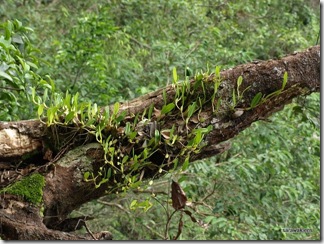 Santubong_Mountain_Kuching_Sarawak_26