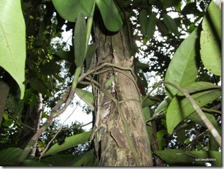 Trichoglottis_species_1