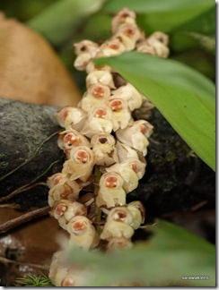 Pholidota_2 Pholidota_2