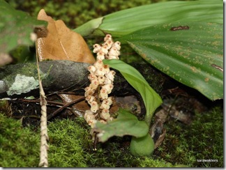 Pholidota_1 Pholidota_1