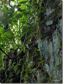 Paphiopedilum_stonei_in_natural_habitat_091120_01 Paphiopedilum_stonei_in_natural_habitat_091120_01