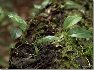 Bulbophyllum_reticulatum_4