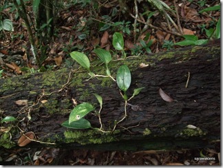 Bulbophyllum_reticulatum_2