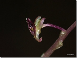 Jewel_orchid_Malaxis_3