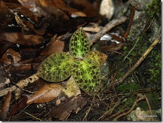 Jewel_orchid_Dossinia_1