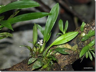 9687_orchids_on_fallen_trees