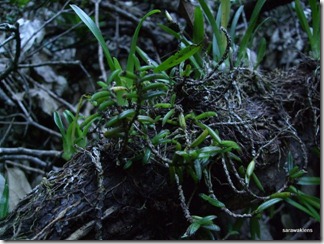 9699_orchids_on_fallen_trees