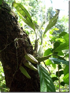 9714_orchids_on_fallen_trees