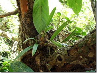 9715_orchids_on_fallen_trees