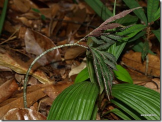 Amorphophallus Species | RM. Amorphophallus Species | RM.