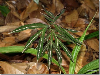 Amorphophallus Species | RM. Amorphophallus Species | RM.
