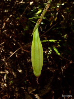 [Bulbophyllum_cleistogamum_102.jpg]