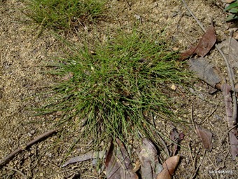 [hair_grass_22.jpg]