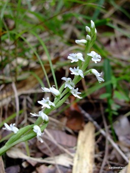 [Peristylus_orchid_species_22.jpg]