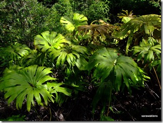 Sun_fern_2 Sun_fern_2