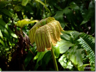 Sun_fern_3 Sun_fern_3