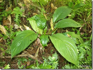 Tacca_bat_flower