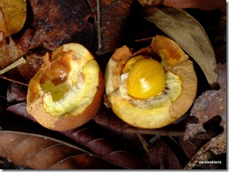 Buah_tampoi_Baccaurea_macrocarpa_3 Buah_tampoi_Baccaurea_macrocarpa_3