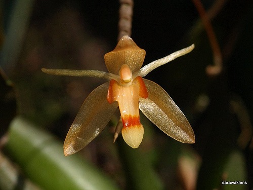 [Coelogyne_incrassata_2[7].jpg]